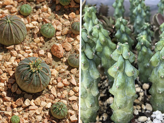 Diez rarezas para tu colección de cactus y suculentas